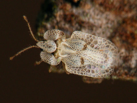 Corythucha ciliata My first images of this species from the Netherlands, found under bark of a Sycamore/Plane tree (Platanus) on the Vrijthof in Maastricht (one of the few currently known populations in the Netherlands) 
https://www.jungledragon.com/image/71887/corythucha_ciliata.html Corythucha,Corythucha ciliata,Heteroptera,Lacebug,Tingidae,invasive species,nl: Platanennetwants