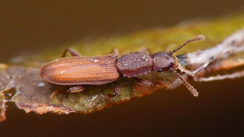 Oryzaephilus surinamensis - paler The other day, on a party some figs were passed around that someone had just brought to the Netherlands from Greece. After passing on the bowl, I saw this little spec on the table that proved to be a tiny beetle, so I retrieved the bowl and after some searching found another one :o)
https://www.jungledragon.com/image/71890/oryzaephilus_surinamensis_on_tooth_pick.html Cucujoidea,Oryzaephilus,Oryzaephilus surinamensis,Sawtoothed grain beetle,Silvanidae,invasive species