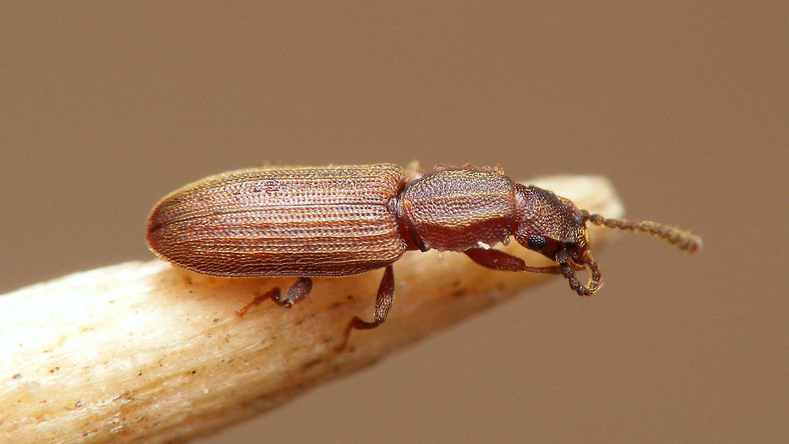 Oryzaephilus surinamensis on tooth pick The other day, on a party some figs were passed around that someone had just brought to the Netherlands from Greece. After passing on the bowl, I saw this little spec on the table that proved to be a tiny beetle, so I retrieved the bowl and after some searching found another one :o)<br />
<figure class="photo"><a href="https://www.jungledragon.com/image/71889/oryzaephilus_surinamensis_-_paler.html" title="Oryzaephilus surinamensis - paler"><img src="https://s3.amazonaws.com/media.jungledragon.com/images/3043/71889_thumb.jpg?AWSAccessKeyId=05GMT0V3GWVNE7GGM1R2&Expires=1767225610&Signature=d%2F5DP%2FbH%2FTpQWOMC%2F1zzMZ7Vhw8%3D" width="200" height="114" alt="Oryzaephilus surinamensis - paler The other day, on a party some figs were passed around that someone had just brought to the Netherlands from Greece. After passing on the bowl, I saw this little spec on the table that proved to be a tiny beetle, so I retrieved the bowl and after some searching found another one :o)<br />
https://www.jungledragon.com/image/71890/oryzaephilus_surinamensis_on_tooth_pick.html Cucujoidea,Oryzaephilus,Oryzaephilus surinamensis,Sawtoothed grain beetle,Silvanidae,invasive species" /></a></figure><br />
 Cucujoidea,Oryzaephilus,Oryzaephilus surinamensis,Sawtoothed grain beetle,Silvanidae,invasive species