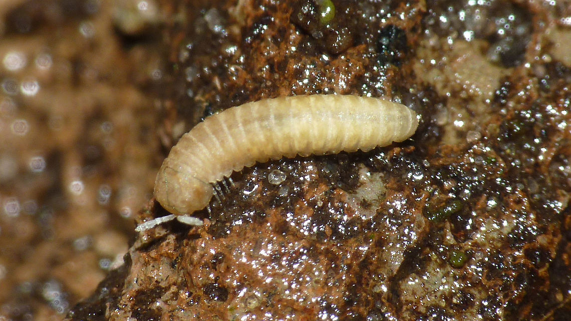 Amphitomeus attemsi From the heated greenhouse of an orchid grower in Luttelgeest, 2014 Amphitomeus attemsi,Diplopoda,Millipede,Myriapoda,Oniscodesmidae,Polydesmida