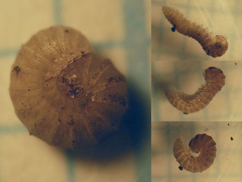 Amphitomeus attemsi - size From the tropical greenhouse "Burgers' Bush" in Arnhem, around 2009  Amphitomeus attemsi,Diplopoda,Millipede,Myriapoda,Oniscodesmidae,Polydesmida