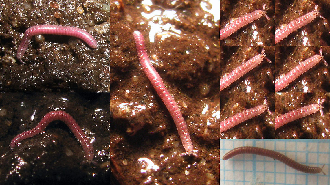 Rhinotus purpureus Sorting through some old images I stumbled on this weird looking and cutely pink millipede again (strange head shape for a millipede!) that I took in the tropical hothouse Burgers&#039; Bush in Arnhem, Netherlands while looking for woodlice in 2009.<br />
At the time I made no effort to ID it, but I just now realized that this species has probably not been recorded, or at least not published for the Netherlands before(!)<br />
Fauna Europaea lists this species for England only, where it is known from the Tropical Rainforest Biome at Eden Project (2003) and the tropical glasshouses at RHS Wisley Gardens (2015), but according to Decker et al. (2014) it is also known from the hothouse &quot;Palm Garden&quot; in Frankfurt am Main, Germany since 2008.<br />
So here it is, recorded for the Netherlands as well, since 2009 :o) Millipede,Polyzoniida,Rhinotus,Rhinotus purpureus,Siphonotidae