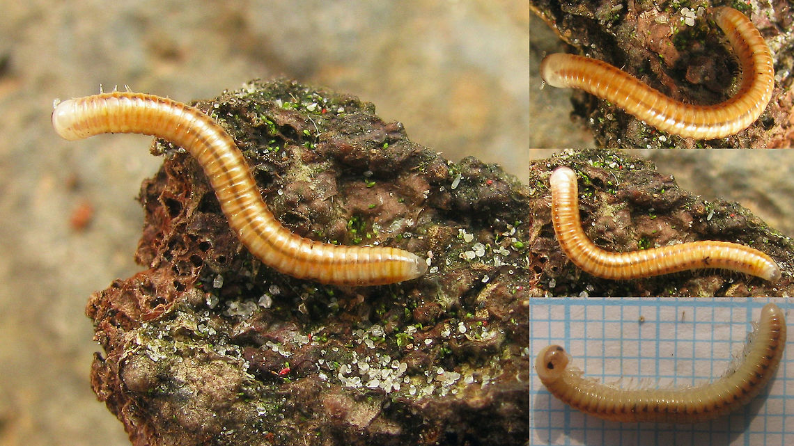 Paraspirobolus lucifugus Just because Ferdy was hinting that we&#039;re still missing millipedes :o) ...<br />
This is another new order/family for JD (Spirobolida: Spirobolellidae). These critters look a lot like the Julida we normally have in Europe but they have completely different mouthparts and relatively short legs and antennae. There are no natural living species of this order in Europe, so this one was also found in the tropical hothouse Burgers&#039; Bush in Arnhem (2009)   Diplopoda,Paraspirobolus,Paraspirobolus lucifugus,Spirobolellidae,Spirobolida