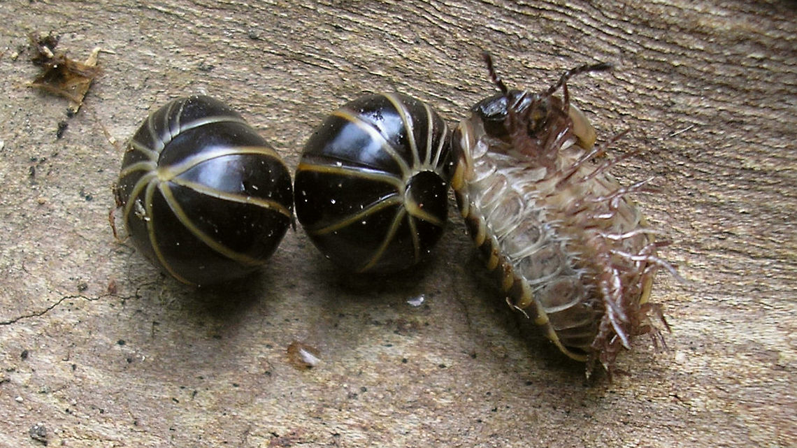 Glomeris marginata  Diplopoda,Glomerida,Glomeridae,Glomeris,Glomeris marginata