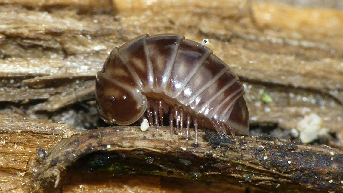 Glomeris marginata - Subadult Juveniles and subadults still have pale patches all over the body Diplopoda,Glomerida,Glomeridae,Glomeris,Glomeris marginata