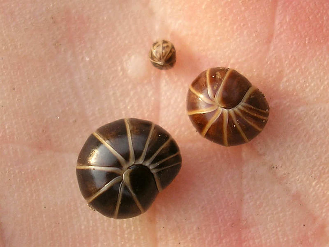 Glomeris marginata, f. lucida and juv. on hand The large dark one is a young adult in the usual colours (will get a bit darker still with age). The brown one is also a young adult (size) but of a colour variety known as &quot;lucida&quot; - it will basically stay this way (pale brown). The small one is a juvenile, showing that the little ones carry many pale spots and are thus harder to separate from other spotted species.<br />
Here is the same trio on a more natural background:<br />
<figure class="photo"><a href="https://www.jungledragon.com/image/72368/glomeris_marginata_f._lucida_and_juv.html" title="Glomeris marginata, f. lucida and juv."><img src="https://s3.amazonaws.com/media.jungledragon.com/images/3043/72368_thumb.jpg?AWSAccessKeyId=05GMT0V3GWVNE7GGM1R2&Expires=1767225610&Signature=JPDnZMjIIcZ3eVYtLOCjv75g%2FI4%3D" width="200" height="150" alt="Glomeris marginata, f. lucida and juv. The large dark one is a young adult in the usual colours (will get a bit darker still with age). The brown one is also a young adult (size) but of a colour variety known as &quot;lucida&quot; - it will basically stay this way (pale brown). The small one is a juvenile, showing that the little ones carry many pale spots and are thus harder to separate from other spotted species.<br />
Here is the same trio on my hand for better contrast:<br />
https://www.jungledragon.com/image/72365/p3316386_wrn.html  Diplopoda,Glomerida,Glomeridae,Glomeris,Glomeris marginata" /></a></figure> Diplopoda,Glomerida,Glomeridae,Glomeris,Glomeris marginata