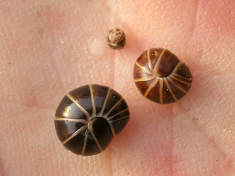 Glomeris marginata, f. lucida and juv. on hand The large dark one is a young adult in the usual colours (will get a bit darker still with age). The brown one is also a young adult (size) but of a colour variety known as "lucida" - it will basically stay this way (pale brown). The small one is a juvenile, showing that the little ones carry many pale spots and are thus harder to separate from other spotted species.
Here is the same trio on a more natural background:
https://www.jungledragon.com/image/72368/glomeris_marginata_f._lucida_and_juv.html Diplopoda,Glomerida,Glomeridae,Glomeris,Glomeris marginata