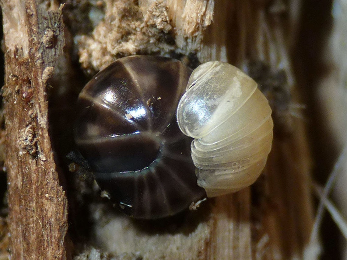 Glomeris marginata with exuviae Recently moulted subadult still cuddling its cast off skin :o) Diplopoda,Glomerida,Glomeridae,Glomeris,Glomeris marginata