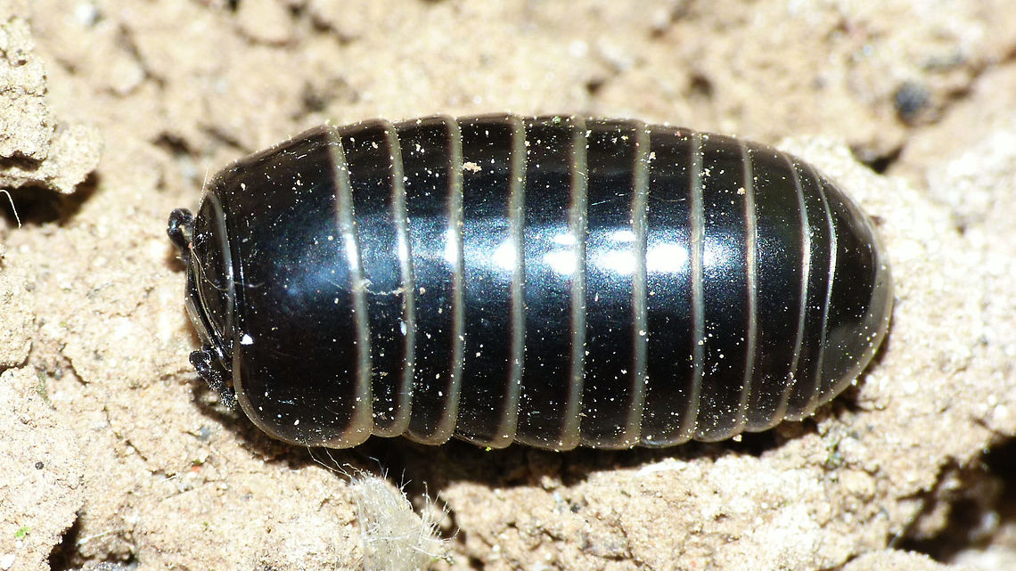 Glomeris marginata - Adult Adult Glomeris marginata are all black with the hind margin of the rings thinly pale/transparent Diplopoda,Glomerida,Glomeridae,Glomeris,Glomeris marginata