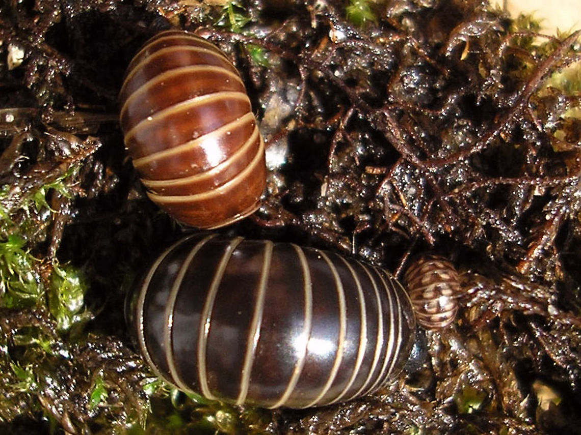 Glomeris marginata, f. lucida and juv. The large dark one is a young adult in the usual colours (will get a bit darker still with age). The brown one is also a young adult (size) but of a colour variety known as "lucida" - it will basically stay this way (pale brown). The small one is a juvenile, showing that the little ones carry many pale spots and are thus harder to separate from other spotted species.<br />
Here is the same trio on my hand for better contrast:<br />
<figure class="photo"><a href="https://www.jungledragon.com/image/72365/glomeris_marginata_f._lucida_and_juv._on_hand.html" title="Glomeris marginata, f. lucida and juv. on hand"><img src="https://s3.amazonaws.com/media.jungledragon.com/images/3043/72365_thumb.jpg?AWSAccessKeyId=05GMT0V3GWVNE7GGM1R2&Expires=1769040010&Signature=VlAGO2FTTaNNwQx4D2kPy7h3a6Y%3D" width="200" height="150" alt="Glomeris marginata, f. lucida and juv. on hand The large dark one is a young adult in the usual colours (will get a bit darker still with age). The brown one is also a young adult (size) but of a colour variety known as "lucida" - it will basically stay this way (pale brown). The small one is a juvenile, showing that the little ones carry many pale spots and are thus harder to separate from other spotted species.<br />
Here is the same trio on a more natural background:<br />
https://www.jungledragon.com/image/72368/glomeris_marginata_f._lucida_and_juv.html Diplopoda,Glomerida,Glomeridae,Glomeris,Glomeris marginata" /></a></figure>  Diplopoda,Glomerida,Glomeridae,Glomeris,Glomeris marginata