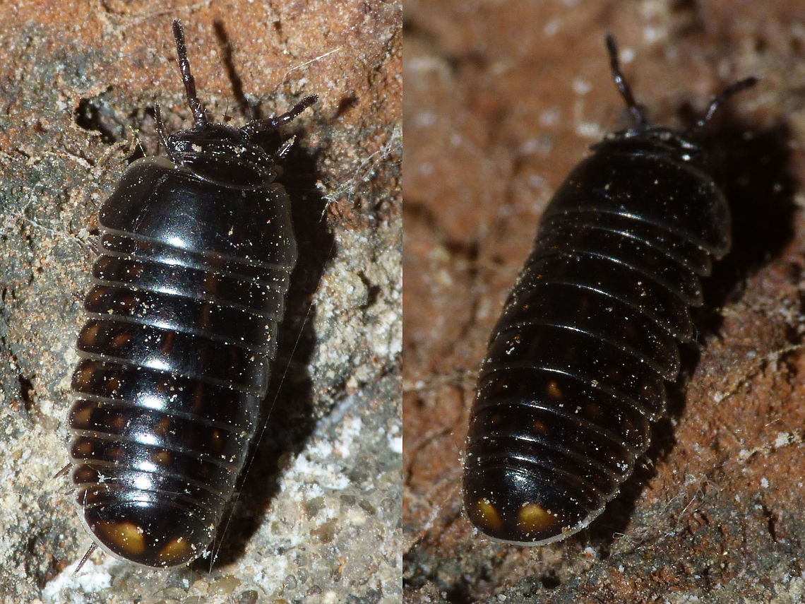 Glomeris intermedia  Diplopoda,Glomerida,Glomeridae,Glomeris,Glomeris intermedia