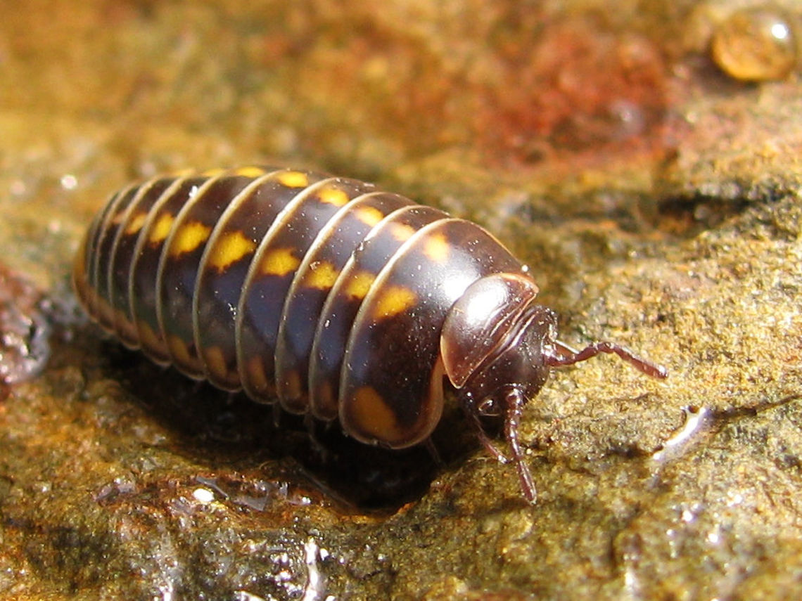 Glomeris helvetica  Diplopoda,Glomerida,Glomeridae,Glomeris,Glomeris helvetica