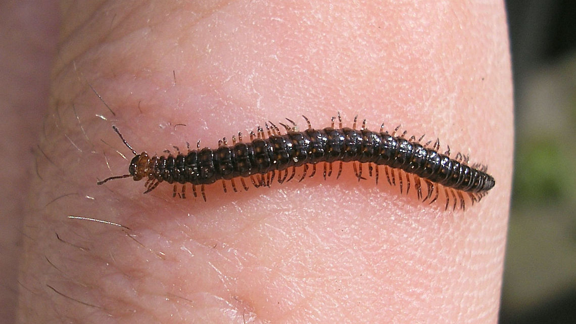 Craspedosoma rawlinsii on finger Kampbrug, Netherlands, 2008 Chordeumatida,Craspedosoma,Craspedosoma rawlinsii,Craspedosomatidae,Diplopoda