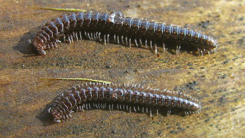 Craspedosoma rawlinsii