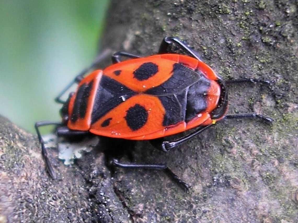 Pyrrhocoris apterus - partial membrane Male Pyrrhocoris apterus with a partially developed membranes, longer on one wing than the other.<br />
Pyrrhocoris apterus is normaly brachypterous, with the membranes on the wings rudimentary only, but fully winged specimen do frequently occur, although usually in quite low numbers. This specimen is a rare "inbetweeny" Dimorphism,Firebug,Heteroptera,Pyrrhocoridae,Pyrrhocoris,Pyrrhocoris apterus,nl: Vuurwants