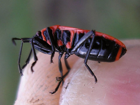 Pyrrhocoris apterus - lateral Just a shot to add a bit of a ventral view of the species Firebug,Heteroptera,Pyrrhocoridae,Pyrrhocoris,Pyrrhocoris apterus,nl: Vuurwants
