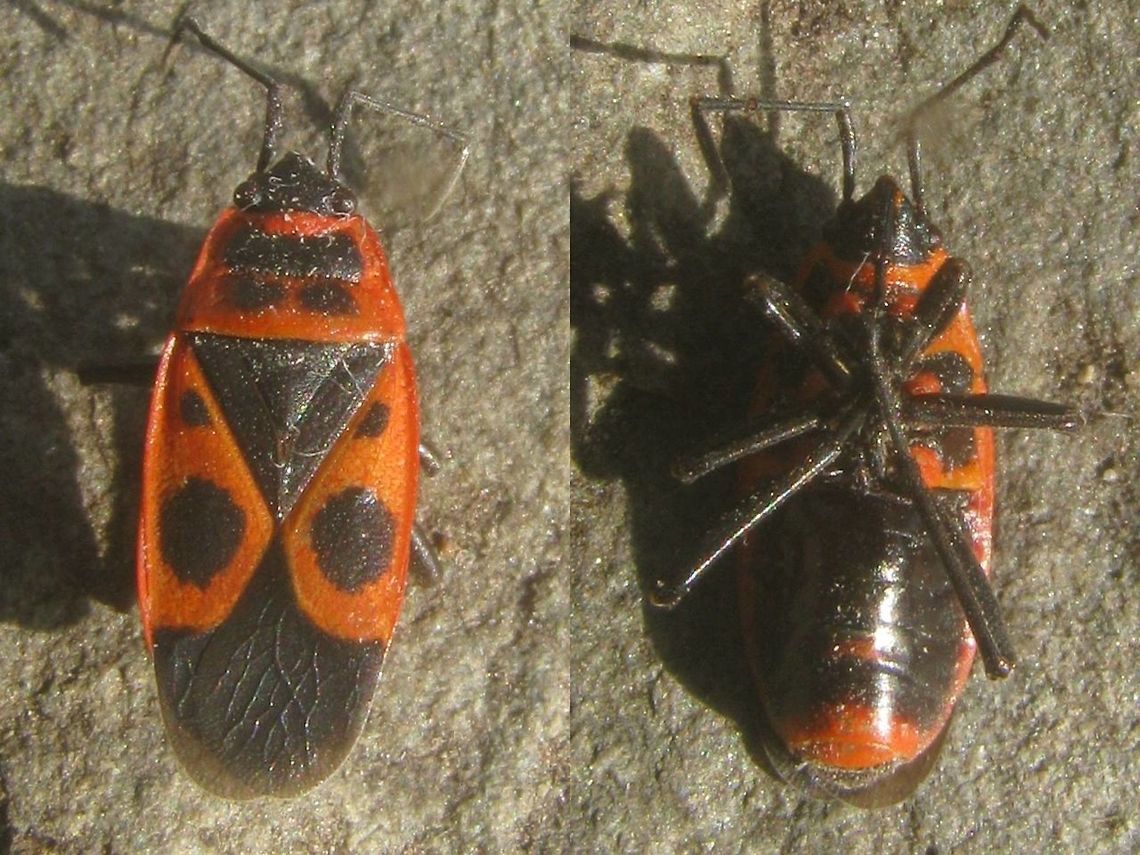 Pyrrhocoris apterus - Macropterous RIP Inspired by Rui uploading Scantius aegyptius to the site :o)<br />
Pyrrhocoris apterus is normally brachypterous, with the membranes on the wings rudimentary only, but fully winged specimen do frequently occur, although usually in quite low numbers. These macropterous specimen look a lot like Scantius aegyptius (always macropterous), but can be readily distinguished by the small extra black dots in the shoulders of the wings that are lacking on S. aegyptius.<br />
This here image (2008) is close-up of a long-winged specimen found dead in France.<br />
The image below shows of a group of Pyrrhocoris apterus with a surprisingly high number of fully winged (macropterous) individuals:<br />
<figure class="photo"><a href="https://www.jungledragon.com/image/72442/pyrrhocoris_apterus_-_grp_w_many_long-winged.html" title="Pyrrhocoris apterus - grp w many long-winged"><img src="https://s3.amazonaws.com/media.jungledragon.com/images/3043/72442_thumb.jpg?AWSAccessKeyId=05GMT0V3GWVNE7GGM1R2&Expires=1759968010&Signature=%2FxL%2F1Y0fqPPzggyf0G8vT40yGzY%3D" width="200" height="150" alt="Pyrrhocoris apterus - grp w many long-winged Inspired by Rui uploading Scantius aegyptius to the site :o)<br />
Pyrrhocoris apterus is normally brachypterous, with the membranes on the wings rudimentary only, but fully winged specimen do frequently occur, although usually in quite low numbers. These macropterous specimen look a lot like Scantius aegyptius (always macropterous), but can be readily distinguished by the small extra black dots in the shoulders of the wings that are lacking on S. aegyptius.<br />
This here image (2008) shows of a group of Pyrrhocoris apterus with a surprisingly high number of fully winged (macropterous) individuals, whereas in most populations these are rather rare.<br />
Here is close-up of a long-winged specimen found dead in France:<br />
https://www.jungledragon.com/image/72441/pyrrhocoris_apterus_-_macropterous_rip.html<br />
Compare to the image of Scantius aegyptius by R.M. Felix here:<br />
https://www.jungledragon.com/image/72400/scantius_aegyptius.html<br />
https://www.jungledragon.com/image/72558/scantius_aegyptius.html<br />
 Dimorphism,Firebug,Geotagged,Heteroptera,Netherlands,Pyrrhocoridae,Pyrrhocoris,Pyrrhocoris apterus,copulation,nl: Vuurwants,sexual dimorphism" /></a></figure><br />
Compare to the image of Scantius aegyptius by R.M. Felix here:<br />
<figure class="photo"><a href="https://www.jungledragon.com/image/72400/scantius_aegyptius.html" title="Scantius aegyptius"><img src="https://s3.amazonaws.com/media.jungledragon.com/images/2527/72400_thumb.jpg?AWSAccessKeyId=05GMT0V3GWVNE7GGM1R2&Expires=1759968010&Signature=4gNdhVUCiI%2BQxOZ7giZE%2BVdsHXE%3D" width="200" height="134" alt="Scantius aegyptius Scantius aegyptius Pyrrhocoridae,Scantius aegyptius,biodiversity,hemiptera,insecta,insects" /></a></figure><br />
<figure class="photo"><a href="https://www.jungledragon.com/image/72558/scantius_aegyptius.html" title="Scantius aegyptius"><img src="https://s3.amazonaws.com/media.jungledragon.com/images/2527/72558_thumb.jpg?AWSAccessKeyId=05GMT0V3GWVNE7GGM1R2&Expires=1759968010&Signature=H6CZQiB9FPIgXOHFh4qFKtuT3%2FE%3D" width="200" height="134" alt="Scantius aegyptius Scantius aegyptius<br />
<br />
discussion here:<br />
https://www.jungledragon.com/image/72400/scantius_aegyptius.html Mediterranean red bug,Scantius aegyptius,arthopoda,hemiptera,insecta,insects,pyrrhocoridae,winter" /></a></figure> Dimorphism,Firebug,Heteroptera,Pyrrhocoridae,Pyrrhocoris,Pyrrhocoris apterus,nl: Vuurwants