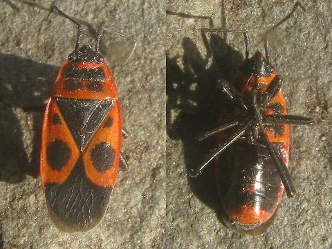 Pyrrhocoris apterus - Macropterous RIP Inspired by Rui uploading Scantius aegyptius to the site :o)
Pyrrhocoris apterus is normally brachypterous, with the membranes on the wings rudimentary only, but fully winged specimen do frequently occur, although usually in quite low numbers. These macropterous specimen look a lot like Scantius aegyptius (always macropterous), but can be readily distinguished by the small extra black dots in the shoulders of the wings that are lacking on S. aegyptius.
This here image (2008) is close-up of a long-winged specimen found dead in France.
The image below shows of a group of Pyrrhocoris apterus with a surprisingly high number of fully winged (macropterous) individuals:
https://www.jungledragon.com/image/72442/pyrrhocoris_apterus_-_grp_w_many_long-winged.html
Compare to the image of Scantius aegyptius by R.M. Felix here:
https://www.jungledragon.com/image/72400/scantius_aegyptius.html
https://www.jungledragon.com/image/72558/scantius_aegyptius.html Dimorphism,Firebug,Heteroptera,Pyrrhocoridae,Pyrrhocoris,Pyrrhocoris apterus,nl: Vuurwants