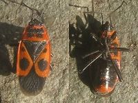 Pyrrhocoris apterus - Macropterous RIP Inspired by Rui uploading Scantius aegyptius to the site :o)<br />
Pyrrhocoris apterus is normally brachypterous, with the membranes on the wings rudimentary only, but fully winged specimen do frequently occur, although usually in quite low numbers. These macropterous specimen look a lot like Scantius aegyptius (always macropterous), but can be readily distinguished by the small extra black dots in the shoulders of the wings that are lacking on S. aegyptius.<br />
This here image (2008) is close-up of a long-winged specimen found dead in France.<br />
The image below shows of a group of Pyrrhocoris apterus with a surprisingly high number of fully winged (macropterous) individuals:<br />
https://www.jungledragon.com/image/72442/pyrrhocoris_apterus_-_grp_w_many_long-winged.html<br />
Compare to the image of Scantius aegyptius by R.M. Felix here:<br />
https://www.jungledragon.com/image/72400/scantius_aegyptius.html<br />
https://www.jungledragon.com/image/72558/scantius_aegyptius.html Dimorphism,Firebug,Heteroptera,Pyrrhocoridae,Pyrrhocoris,Pyrrhocoris apterus,nl: Vuurwants