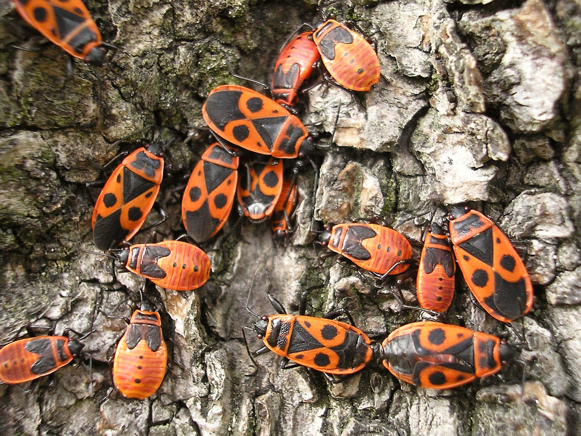 Pyrrhocoris apterus - grp w many long-winged Inspired by Rui uploading Scantius aegyptius to the site :o)<br />
Pyrrhocoris apterus is normally brachypterous, with the membranes on the wings rudimentary only, but fully winged specimen do frequently occur, although usually in quite low numbers. These macropterous specimen look a lot like Scantius aegyptius (always macropterous), but can be readily distinguished by the small extra black dots in the shoulders of the wings that are lacking on S. aegyptius.<br />
This here image (2008) shows of a group of Pyrrhocoris apterus with a surprisingly high number of fully winged (macropterous) individuals, whereas in most populations these are rather rare.<br />
Here is close-up of a long-winged specimen found dead in France:<br />
<figure class="photo"><a href="https://www.jungledragon.com/image/72441/pyrrhocoris_apterus_-_macropterous_rip.html" title="Pyrrhocoris apterus - Macropterous RIP"><img src="https://s3.amazonaws.com/media.jungledragon.com/images/3043/72441_thumb.jpg?AWSAccessKeyId=05GMT0V3GWVNE7GGM1R2&Expires=1770854410&Signature=L8xqqDS%2Fubh0WzgmkG8VUtxFBGo%3D" width="200" height="150" alt="Pyrrhocoris apterus - Macropterous RIP Inspired by Rui uploading Scantius aegyptius to the site :o)<br />
Pyrrhocoris apterus is normally brachypterous, with the membranes on the wings rudimentary only, but fully winged specimen do frequently occur, although usually in quite low numbers. These macropterous specimen look a lot like Scantius aegyptius (always macropterous), but can be readily distinguished by the small extra black dots in the shoulders of the wings that are lacking on S. aegyptius.<br />
This here image (2008) is close-up of a long-winged specimen found dead in France.<br />
The image below shows of a group of Pyrrhocoris apterus with a surprisingly high number of fully winged (macropterous) individuals:<br />
https://www.jungledragon.com/image/72442/pyrrhocoris_apterus_-_grp_w_many_long-winged.html<br />
Compare to the image of Scantius aegyptius by R.M. Felix here:<br />
https://www.jungledragon.com/image/72400/scantius_aegyptius.html<br />
https://www.jungledragon.com/image/72558/scantius_aegyptius.html Dimorphism,Firebug,Heteroptera,Pyrrhocoridae,Pyrrhocoris,Pyrrhocoris apterus,nl: Vuurwants" /></a></figure><br />
Compare to the image of Scantius aegyptius by R.M. Felix here:<br />
<figure class="photo"><a href="https://www.jungledragon.com/image/72400/scantius_aegyptius.html" title="Scantius aegyptius"><img src="https://s3.amazonaws.com/media.jungledragon.com/images/2527/72400_thumb.jpg?AWSAccessKeyId=05GMT0V3GWVNE7GGM1R2&Expires=1770854410&Signature=LgQmA6H%2FNSy29kk8FcBueFE7aKY%3D" width="200" height="134" alt="Scantius aegyptius Scantius aegyptius Pyrrhocoridae,Scantius aegyptius,biodiversity,hemiptera,insecta,insects" /></a></figure><br />
<figure class="photo"><a href="https://www.jungledragon.com/image/72558/scantius_aegyptius.html" title="Scantius aegyptius"><img src="https://s3.amazonaws.com/media.jungledragon.com/images/2527/72558_thumb.jpg?AWSAccessKeyId=05GMT0V3GWVNE7GGM1R2&Expires=1770854410&Signature=c0JBzgmEhsLbRDiKrFrEvYocO3s%3D" width="200" height="134" alt="Scantius aegyptius Scantius aegyptius<br />
<br />
discussion here:<br />
https://www.jungledragon.com/image/72400/scantius_aegyptius.html Mediterranean red bug,Scantius aegyptius,arthopoda,hemiptera,insecta,insects,pyrrhocoridae,winter" /></a></figure><br />
 Dimorphism,Firebug,Geotagged,Heteroptera,Netherlands,Pyrrhocoridae,Pyrrhocoris,Pyrrhocoris apterus,copulation,nl: Vuurwants,sexual dimorphism