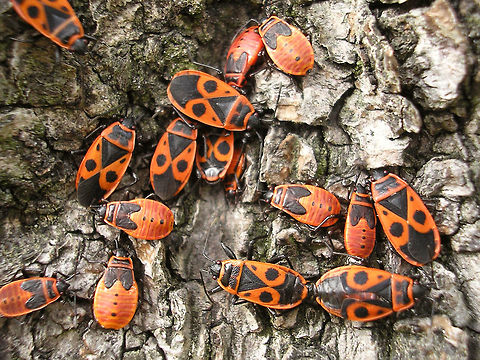Pyrrhocoris apterus - grp w many long-winged Inspired by Rui uploading Scantius aegyptius to the site :o)
Pyrrhocoris apterus is normally brachypterous, with the membranes on the wings rudimentary only, but fully winged specimen do frequently occur, although usually in quite low numbers. These macropterous specimen look a lot like Scantius aegyptius (always macropterous), but can be readily distinguished by the small extra black dots in the shoulders of the wings that are lacking on S. aegyptius.
This here image (2008) shows of a group of Pyrrhocoris apterus with a surprisingly high number of fully winged (macropterous) individuals, whereas in most populations these are rather rare.
Here is close-up of a long-winged specimen found dead in France:
https://www.jungledragon.com/image/72441/pyrrhocoris_apterus_-_macropterous_rip.html
Compare to the image of Scantius aegyptius by R.M. Felix here:
https://www.jungledragon.com/image/72400/scantius_aegyptius.html
https://www.jungledragon.com/image/72558/scantius_aegyptius.html
 Dimorphism,Firebug,Geotagged,Heteroptera,Netherlands,Pyrrhocoridae,Pyrrhocoris,Pyrrhocoris apterus,copulation,nl: Vuurwants,sexual dimorphism