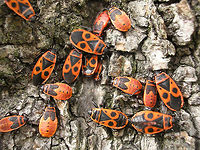 Pyrrhocoris apterus - grp w many long-winged Inspired by Rui uploading Scantius aegyptius to the site :o)<br />
Pyrrhocoris apterus is normally brachypterous, with the membranes on the wings rudimentary only, but fully winged specimen do frequently occur, although usually in quite low numbers. These macropterous specimen look a lot like Scantius aegyptius (always macropterous), but can be readily distinguished by the small extra black dots in the shoulders of the wings that are lacking on S. aegyptius.<br />
This here image (2008) shows of a group of Pyrrhocoris apterus with a surprisingly high number of fully winged (macropterous) individuals, whereas in most populations these are rather rare.<br />
Here is close-up of a long-winged specimen found dead in France:<br />
https://www.jungledragon.com/image/72441/pyrrhocoris_apterus_-_macropterous_rip.html<br />
Compare to the image of Scantius aegyptius by R.M. Felix here:<br />
https://www.jungledragon.com/image/72400/scantius_aegyptius.html<br />
https://www.jungledragon.com/image/72558/scantius_aegyptius.html<br />
 Dimorphism,Firebug,Geotagged,Heteroptera,Netherlands,Pyrrhocoridae,Pyrrhocoris,Pyrrhocoris apterus,copulation,nl: Vuurwants,sexual dimorphism
