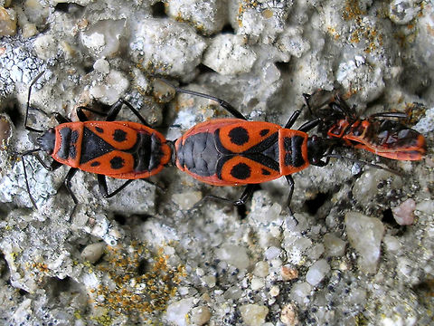 Pyrrhocoris apterus - copula w lunch Like many Pyrrhocoridae the firebug is optionally predatory and - as seen here - may even be cannibalistic at times, especially when eggs need to be produced. Firebug,Heteroptera,Pyrrhocoridae,Pyrrhocoris,Pyrrhocoris apterus,cannibalism,copulation,nl: Vuurwants,sexual dimorphism