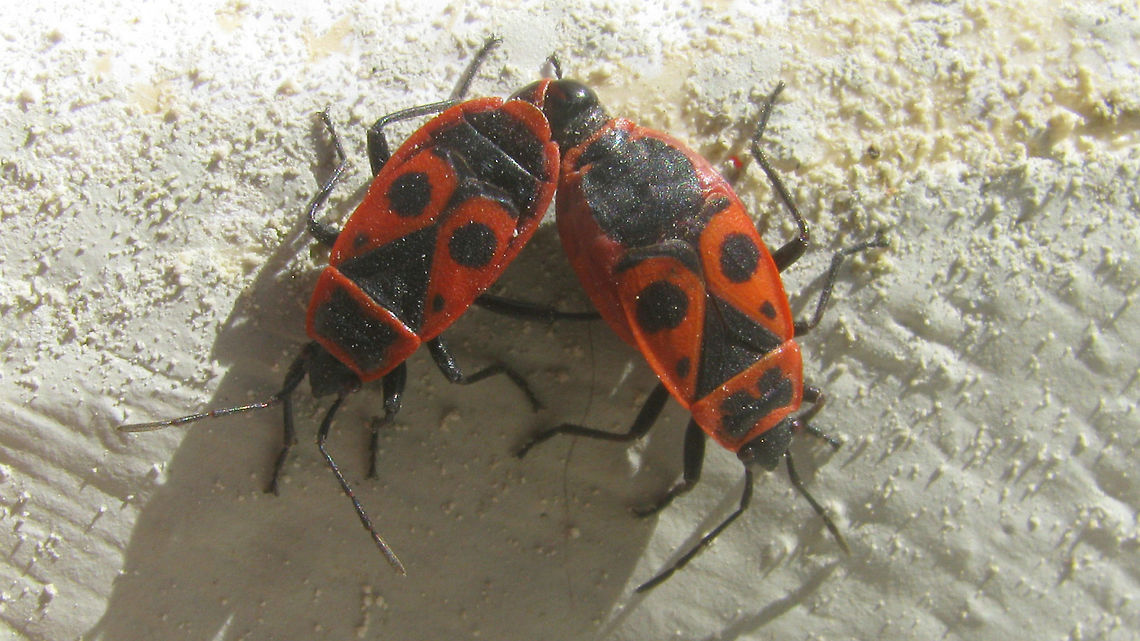 Pyrrhocoris apterus - copula A tad uncomfortable here ... normal position would be facing away from each other ... such as here:<br />
<figure class="photo"><a href="https://www.jungledragon.com/image/72443/pyrrhocoris_apterus_-_copula_w_lunch.html" title="Pyrrhocoris apterus - copula w lunch"><img src="https://s3.amazonaws.com/media.jungledragon.com/images/3043/72443_thumb.jpg?AWSAccessKeyId=05GMT0V3GWVNE7GGM1R2&Expires=1759968010&Signature=O97%2B9U61dAzD6lrpM1aylX9%2B3uY%3D" width="200" height="150" alt="Pyrrhocoris apterus - copula w lunch Like many Pyrrhocoridae the firebug is optionally predatory and - as seen here - may even be cannibalistic at times, especially when eggs need to be produced. Firebug,Heteroptera,Pyrrhocoridae,Pyrrhocoris,Pyrrhocoris apterus,cannibalism,copulation,nl: Vuurwants,sexual dimorphism" /></a></figure> Firebug,Heteroptera,Pyrrhocoridae,Pyrrhocoris,Pyrrhocoris apterus,copulation,nl: Vuurwants,sexual dimorphism