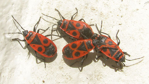 Pyrrhocoris apterus - group w gravid female In this image the abdomen of the gravid female in copula can be easily comapared to the non-gravid females around her.  Firebug,Heteroptera,Pyrrhocoridae,Pyrrhocoris,Pyrrhocoris apterus,copulation,nl: Vuurwants,sexual dimorphism