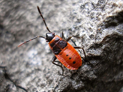 Pyrrhocoris apterus - Mid instar nymph  Firebug,Heteroptera,Nymph,Pyrrhocoridae,Pyrrhocoris,Pyrrhocoris apterus,nl: Vuurwants