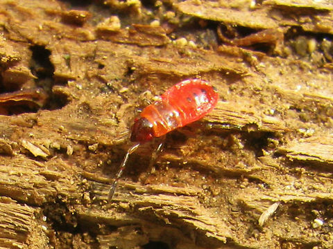 Pyrrhocoris apterus - Early stadium nymph  Firebug,Heteroptera,Nymph,Pyrrhocoridae,Pyrrhocoris,Pyrrhocoris apterus,nl: Vuurwants