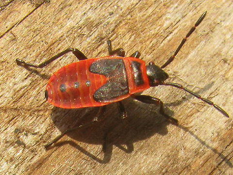 Pyrrhocoris apterus - Last stadium nymph  Firebug,Heteroptera,Nymph,Pyrrhocoridae,Pyrrhocoris,Pyrrhocoris apterus,nl: Vuurwants