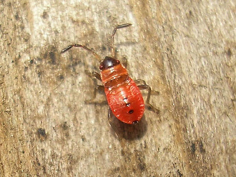 Pyrrhocoris apterus - Young nymph  Firebug,Heteroptera,Nymph,Pyrrhocoridae,Pyrrhocoris,Pyrrhocoris apterus,nl: Vuurwants