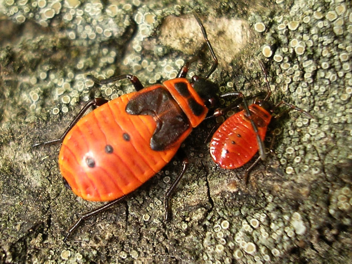 Pyrrhocoris apterus - Last and early stadium nymphs  Firebug,Heteroptera,Nymph,Pyrrhocoridae,Pyrrhocoris,Pyrrhocoris apterus,nl: Vuurwants