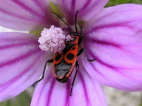 Pyrrhocoris apterus - Male on flower Male Pyrrhocoris apterus on a somewhat unusual background for the species Firebug,Heteroptera,Pyrrhocoridae,Pyrrhocoris,Pyrrhocoris apterus,nl: Vuurwants,sexual dimorphism