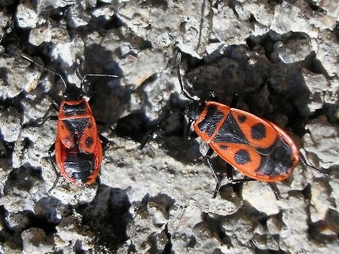 Pyrrhocoris apterus - disfigured Female Pyrrhocoris apterus - the one on the left with disfigured wings, possibly due to damage in the nymphal stages?  Firebug,Heteroptera,Pyrrhocoridae,Pyrrhocoris,Pyrrhocoris apterus,nl: Vuurwants