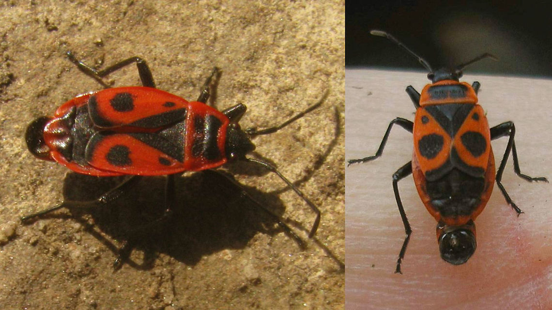 Pyrrhocoris apterus - Male exhibitionists Images of males that forgot to properly zip up their detract after copulation Firebug,Heteroptera,Pyrrhocoridae,Pyrrhocoris,Pyrrhocoris apterus,nl: Vuurwants