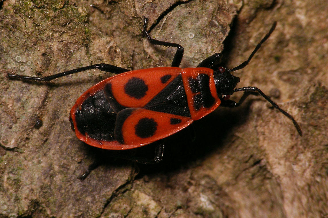 Pyrrhocoris apterus - Female  Firebug,Heteroptera,Pyrrhocoridae,Pyrrhocoris,Pyrrhocoris apterus,nl: Vuurwants