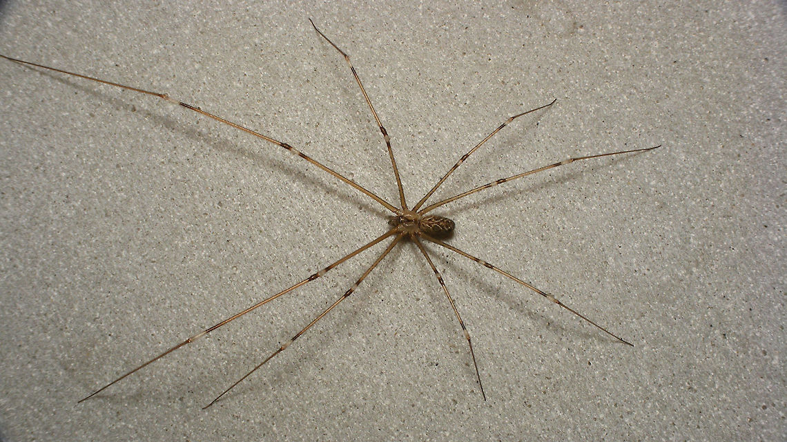 Holocnemus pluchei This introduced &quot;exotic&quot; counterpart for our <a href="https://www.jungledragon.com/tag/6062/pholcus_phalangioides.html" title="Pholcus phalangioides" class="tag"><em>18</em>Pholcus phalangioides</a>  is steadily getting more common in the Netherlands Araneae,Geotagged,Holocneminae,Holocnemus,Holocnemus pluchei,Netherlands,Pholcidae,Pholcoidea,nl: Marmertrilspin