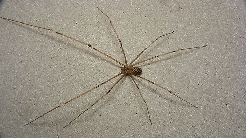 Marbled cellar spider