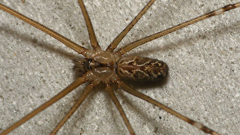Holocnemus pluchei - close-up This introduced "exotic" counterpart for our https://www.jungledragon.com/tag/6062/pholcus_phalangioides.html  is steadily getting more common in the Netherlands Araneae,Geotagged,Holocneminae,Holocnemus,Holocnemus pluchei,Netherlands,Pholcidae,Pholcoidea,nl: Marmertrilspin