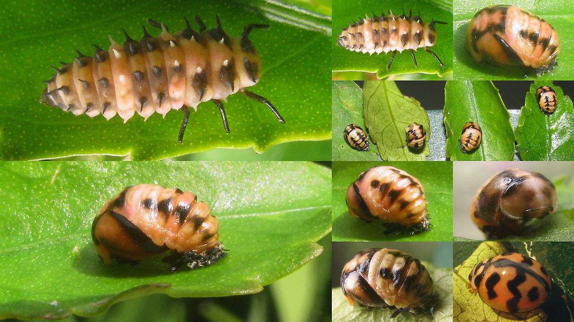 Cheilomenes sexmaculata - development In a small &quot;park&quot; on the center of a large roundabout in Malang (Java, Indonesia) I found a few mature larvae and fresh pupae of Cheilomenes sexmaculata that I invited to travel along with us for a few days to shoot more images of the development :o) Cheilomenes,Cheilomenes sexmaculata,Coccinellidae,Coccinellinae,Geotagged,Indonesia,Menochilus sexmaculatus,Pupa,Teneral,Zigzag Ladybird,development,larva