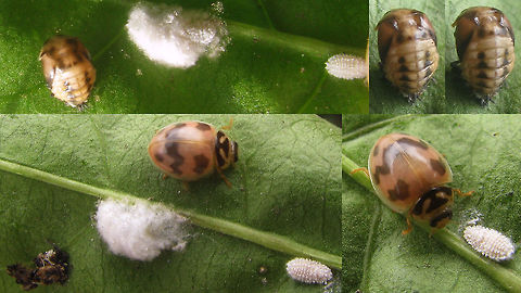 Cheilomenes sexmaculata - Pupa to beetle Pupa that I found (together with the ladybird's prey) in the garden of a guest house in Malang and the resulting beetle (still teneral) a few days later  Cheilomenes,Cheilomenes sexmaculata,Coccinellidae,Coccinellinae,Geotagged,Indonesia,Menochilus sexmaculatus,Pupa,Teneral,Zigzag Ladybird,development