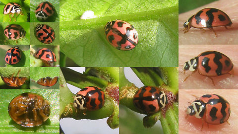 Cheilomenes sexmaculata Various viewing angles on some specimen of Cheilomenes sexmaculata from different parts of Java, Indonesia  Cheilomenes,Cheilomenes sexmaculata,Coccinellidae,Coccinellinae,Menochilus sexmaculatus,Zigzag Ladybird