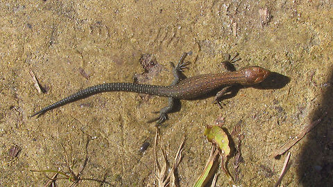 Zootoca vivipara Just adding a dutch dragon for "Appreciate a Dragon Day" :o)
https://www.jungledragon.com/image/72694/appreciate_a_dragon_day.html Common lizard,Geotagged,Lacertidae,Netherlands,Squamata,Zootoca vivipara
