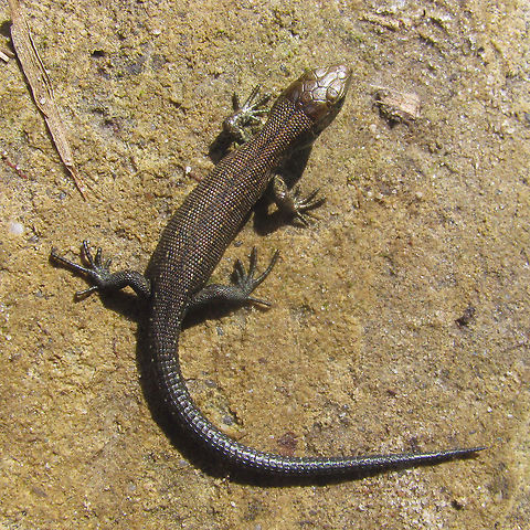 Viviparous Lizard