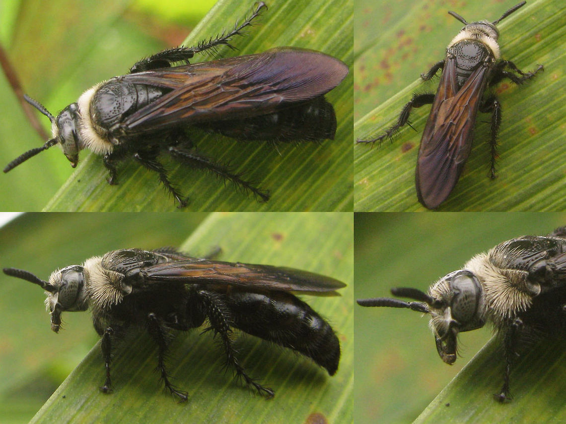 Campsomeris sp. (collaris?) A Scolid wasp from Surabaya, Indonesia. As far as I can tell, by characters of the wing venation it should be genus Campsomeris and the species C. collaris seems to show some similarity ... Wasps of this genus are supposed to be parasites of white grub - the larvae of Scarabaeioidea. Apocrita,Campsomeris,Geotagged,Hymenoptera,Indonesia,Scoliidae,aculeata,scoliid wasp