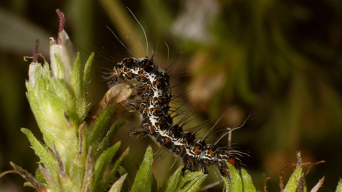 Utetheisa pulchella - Caterpillar (side view) Found on La Palma (Canary Island) on an endemic shrub (Echium brevirame) - couldn't find an ID myself, so thanks go to Ingrid Altmann for helping with that :o) Crimson speckled footman,Echium brevirame,Erebidae,Geotagged,La Palma (Canary Islands),Spain,Utetheisa,Utetheisa pulchella