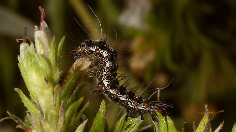 Utetheisa pulchella - Caterpillar (side view) Found on La Palma (Canary Island) on an endemic shrub (Echium brevirame) - couldn't find an ID myself, so thanks go to Ingrid Altmann for helping with that :o) Crimson speckled footman,Echium brevirame,Erebidae,Geotagged,La Palma (Canary Islands),Spain,Utetheisa,Utetheisa pulchella