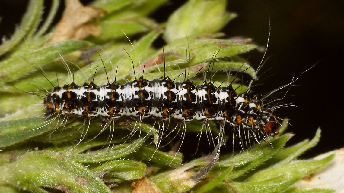 Utetheisa pulchella - Caterpillar Found on La Palma (Canary Island) on an endemic shrub (Echium brevirame) - couldn't find an ID myself, so thanks go to Ingrid Altmann for helping with that :o) Crimson speckled footman,Echium brevirame,Erebidae,Geotagged,La Palma (Canary Islands),Spain,Utetheisa,Utetheisa pulchella